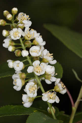 Prunus virginiana #11